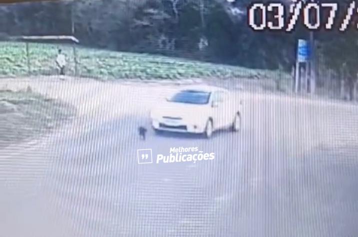 Imagens fortes: motorista atropela, mata cachorro e foge sem prestar socorro em Criciúma