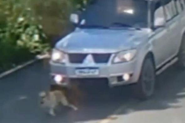 Motorista atropela cachorro e foge em Criciúma; cão morreu