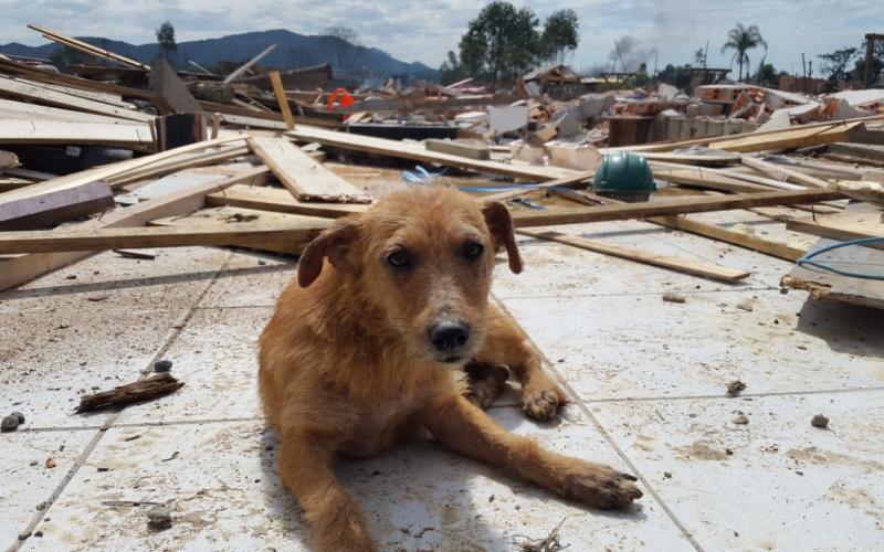 Cães são deixados para trás em desocupação em Navegantes