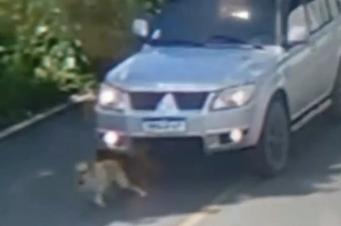 Motorista atropela cachorro e foge em Criciúma; cão morreu